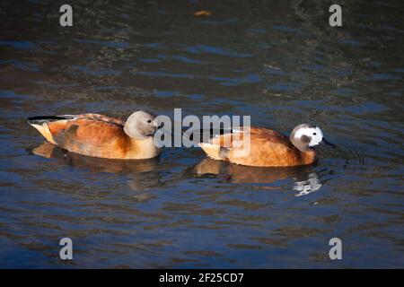 Un paio di Shelduck sudafricano (tadorna cana) Foto Stock