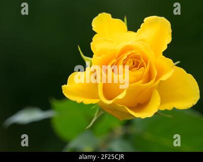 Vista ravvicinata di una T Rose ibrida gialla Foto Stock