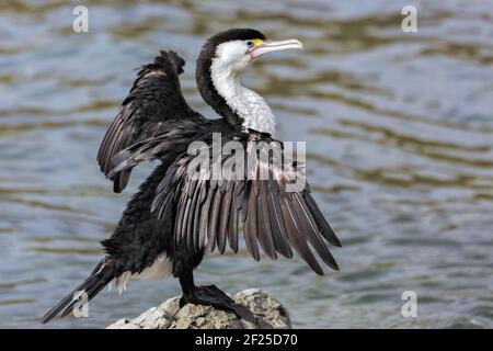 Pied cormorano (Phalacrocorax varius) Foto Stock