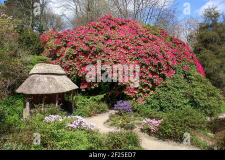 Magnifico Rhododendron Foto Stock