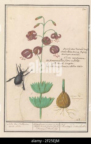 Giglio turco (Lilium Martagon); Giglio di Calvarien. Giglio selvaggio. / Hyachintus poetarum tragi. Asphodelus femina fuschy. Martagono Mathioly. / Martagon il giglio Mathiole..trak, con dettaglio del globo. Anche un coleottero nero. Numerato in alto a destra: 210. In alto a destra il nome in tre lingue. Parte del terzo album con disegni di fiori e piante. Decimo di dodici album con disegni di animali, uccelli e piante conosciuti intorno al 1600, realizzati dall'imperatore Rudolf II Con spiegazione in olandese, latino e francese. Foto Stock