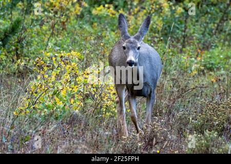 Mule Deer (Odocoileus hemionus) Foto Stock