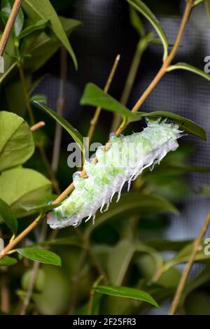 Atlas Moth (Attacus atlas) Caterpillar Foto Stock