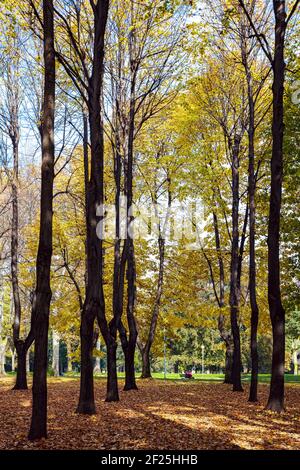 I colori autunnali nel Parco di Monza Foto Stock