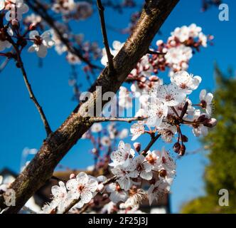 Albero di ciliegio fiorito. Foto Stock