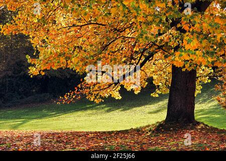 Tulip Tree (Liriodendron tulipiferain) in East Grinstead Foto Stock