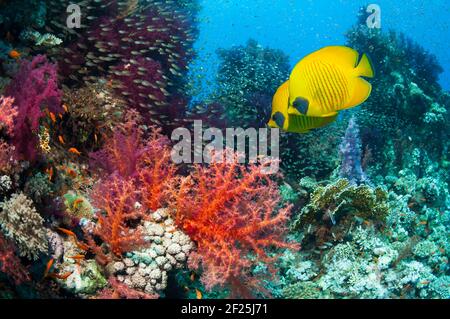 Pesci butterflyfish dorati [Chaetodon semilarvatus] che nuotano accanto ai coralli molli [Dendronephthya sp.] e ai sudori pigmici [Parapriacanthus guetheri]. Egitto, Re Foto Stock