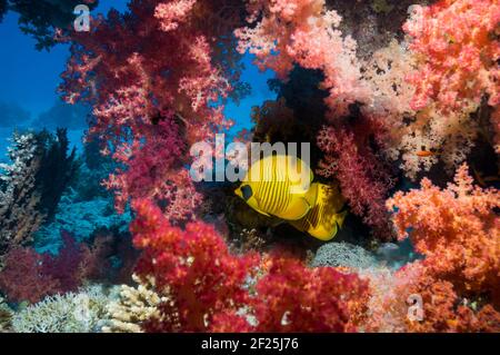 Pesce farfalla d'oro [Chaetodon semilarvatus] che nuotano accanto ai coralli molli [Dendronephthya sp.]. Egitto, Mar Rosso. Foto Stock