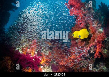 Coppia di pesce farfalla d'oro (Chaetodon semilarvatus) Sulla barriera corallina con coralli molli (Dendronephthya sp) E una scuola di Pigmy Sweepers Parapriacanthus Foto Stock