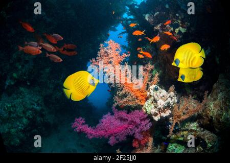 Paesaggio di barriera corallina con pesce farfalla d'oro [Chaetodon semilarvatus], Lyretail anthias o Goldies [Pseudanthias squamipinnis] e una scuola di Big-Eye Foto Stock