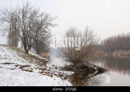 Alberi sul fiume Alte Elbe vicino Magdeburg su un giorno invernale Foto Stock