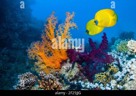 Pesce farfalla d'oro [Chaetodon semilarvatus] nuotando oltre corallo molle [Dendronephthya sp.]. Egitto, Mar Rosso. Foto Stock