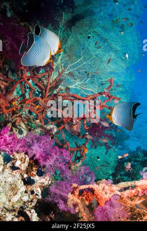 Paesaggio di barriera corallina con pesce farfalla arancione [Chaetodon larvatus] con spugna di corda rossa e gorgonie. Egitto, Mar Rosso. Foto Stock