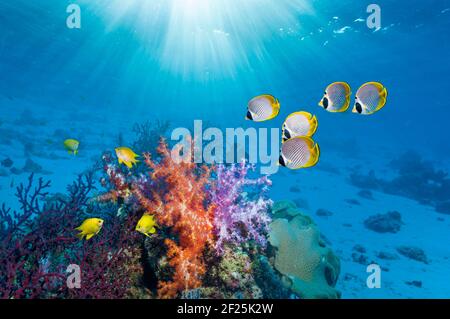 Panda butterflyfish [Chaetodon adiergastos] e damselfish d'oro [Amblyglyphidodon aureus] nuoto passate i coralli morbidi con alberi di sole Foto Stock