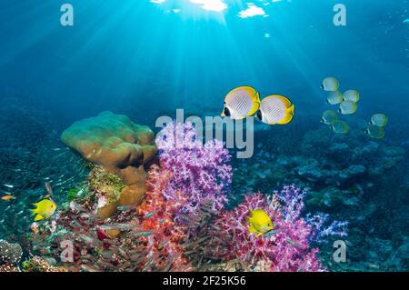 Paesaggio di barriera corallina con pesci farfalla di Panda [Chaetodon adiergastos], pesci damelfish dorati [Amblyglyphidodon aureus] con coralli molli [Dendronephthya sp.] Foto Stock