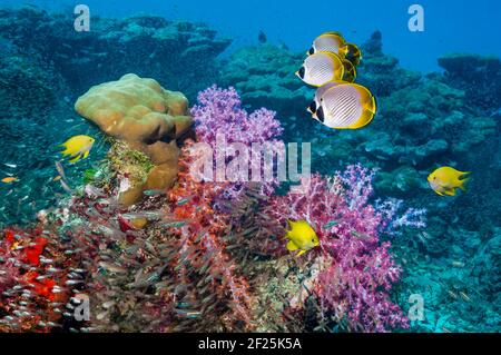 Panda butterflyfish [Chaetodon adiergastos] e damselfish d'oro [Amblyglyphidodon aureus] che nuotano oltre coralli molli. Mare delle Andamane, Thailandia. Foto Stock