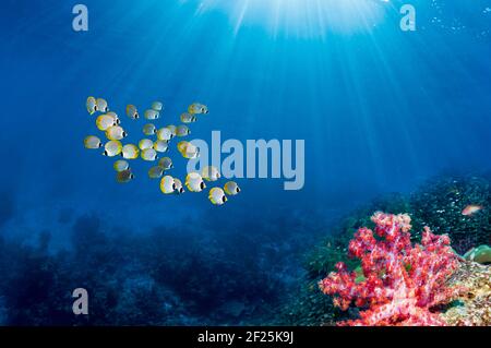 Una scuola di pesci butterflyfish Panda [Chaetodon adiergastos] che nuotano sulla barriera corallina con coralli morbidi e alberi solari attraverso la superficie. Isole Similan, Foto Stock