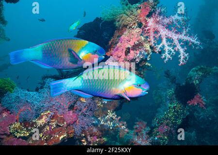 Pesce parrotico arrugginito (Scarus ferrugineus). Mar Rosso. Foto Stock