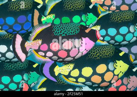 Pesce trignolo (Balistoides cospicillum) con macchie colorate. Foto Stock