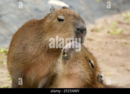Il castoro europeo o castoro eurasiatico (fibra di Castor), zoo, Mosca, Russia Foto Stock
