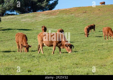 Mucche brune che pascolano sul pascolo verde a Huelva, Andalusia, Spagna Foto Stock