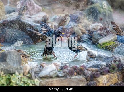 Stelle europee, Sturnus vulgaris, bagno e spruzzi circa nell'acqua di un mini stagno del giardino con ghiaccio scongelamento, piume ben curate in inverno Foto Stock