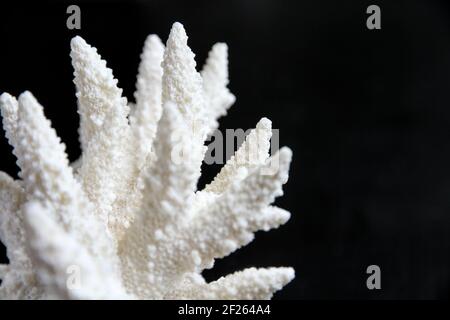 Ramo di corallo secco su sfondo nero Foto Stock