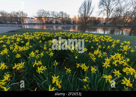 Inghilterra, Londra, Regent's Park, Daffodils in primavera Foto Stock