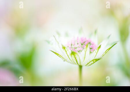 Un ritratto in primo piano con un tasto piuttosto alto di un singolo fiore Astrantia ‘Buckland’ su uno sfondo morbido e sfocato con spazio per la copia. Foto Stock