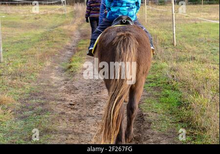 Pony marrone accovacciato con una coda lunga che cammina via e. portare un pilota sulla schiena Foto Stock