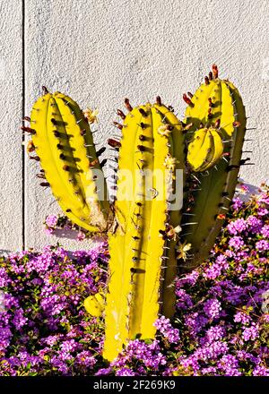 Piccolo cactus a forma di stella con le braccia e che cresce in fiore con fiori viola. Foto Stock