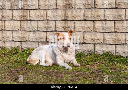 Il grande cane bianco giace su un prato vicino ad un muro decorativo di pietra. Foto Stock