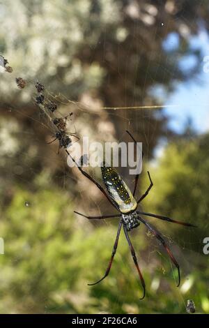 Zampe rosse golden orb weaver spider femmina - Nephila inaurata madagascariensis, appoggiato sul suo nido, sun su boccole sfocata in background Foto Stock