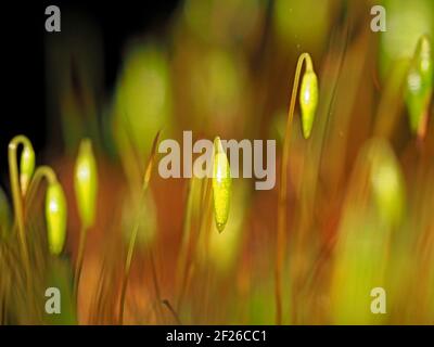 Immagine macro che mostra i dettagli ravvicinati delle capsule di spore di muschio verde brillante, calyptra e steli in colonia a Cumbria, Inghilterra, Regno Unito Foto Stock