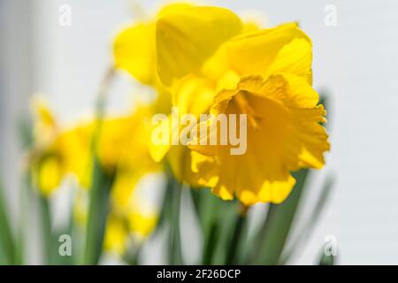 Primo piano su narcissus giallo narcissus narcisolo al sole. Foto macro. Sfondo bianco sfocato Foto Stock