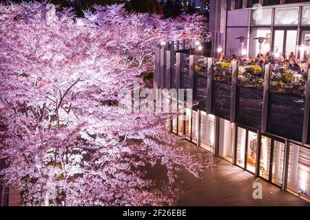 Tokyo Midtown Sakura (fiore intero) Foto Stock