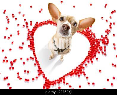 Le valentine del cane amano il cuore Foto Stock