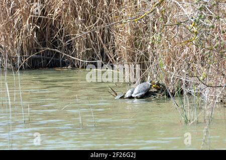 Tartarughe rosse, o California, Trachemys Scripta, prendere il sole su una roccia sulla riva di un lago di Maiorca, specie invasive della laguna, Foto Stock