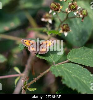 Il Gatekeeper o Hedge marrone (Pyronia tithonus) farfalla appoggiato su una foglia di Blackberry Foto Stock