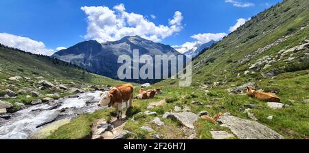 Mucche che pascolano accanto ad un torrente di montagna su un caldo Giornata estiva nelle Alpi Zillertal in Austria Foto Stock