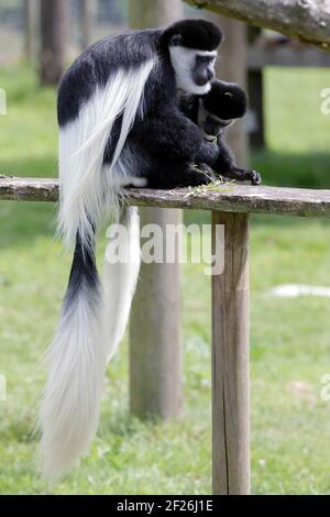 Black and White Colobus (Colubus) Foto Stock