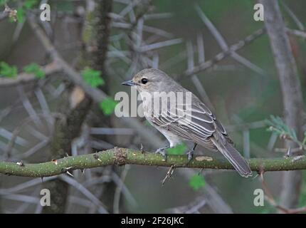 African Grey Flycatcher (Bradornis microrhynchus microrhynchus) adulto arroccato in acacia Tree Lago Baringo, Kenya Novembre Foto Stock