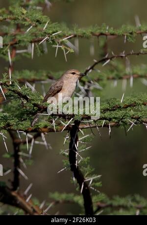 African Grey Flycatcher (Bradornis microrhynchus microrhynchus) Adulto appollaiato in acacia albero Kenya Novembre Foto Stock