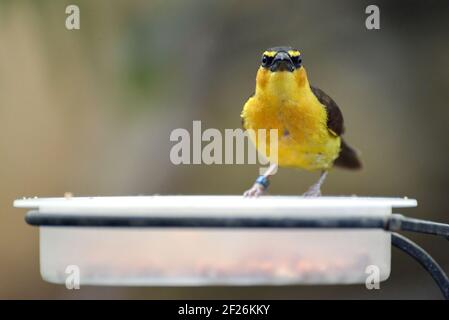 Weaver a collo nero (Ploceus nigricollis) appollaiato su un piatto di cibo Foto Stock