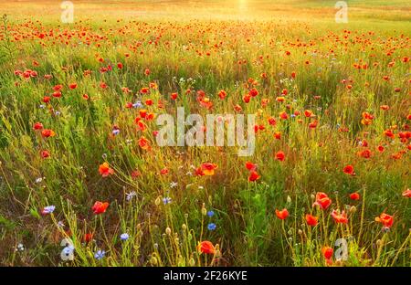 Campo con fiori di papavero al tramonto, fuoco selettivo. Foto Stock