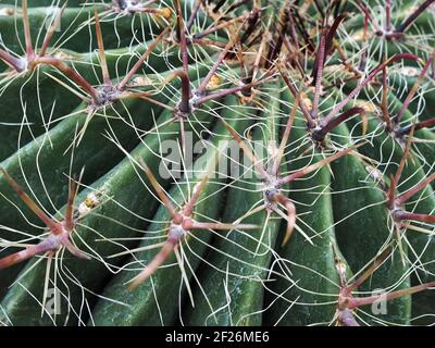 Candy Barrel Cactus (Ferocactus wislizeni) Foto Stock