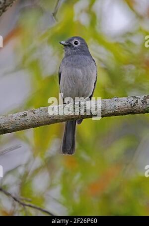 Slaty-flycatcher dagli occhi bianchi (Melaenornis fischeri fischeri) adulto arroccato sul ramo Nairobi National Park, Kenya Ottobre Foto Stock