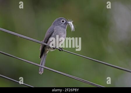 Slaty-flycatcher dagli occhi bianchi (Melaenornis fischeri fischeri) adulto appollaiato su linea telefonica con piuma in Bill Lake Naivasha, Kenya Ottobre Foto Stock