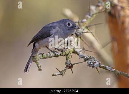 Slaty-flycatcher dagli occhi bianchi (Melaenornis fischeri fischeri) adulto arroccato sul ramo morto Lago Naivasha, Kenya Novembre Foto Stock