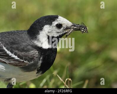 Pied wagtail (Motacilla alba yarrellii) primo piano della prima femmina estiva con cibo per insetti in fattura, tra cui Hoverfly Eccles-on-Sea, Norfolk, UK Foto Stock